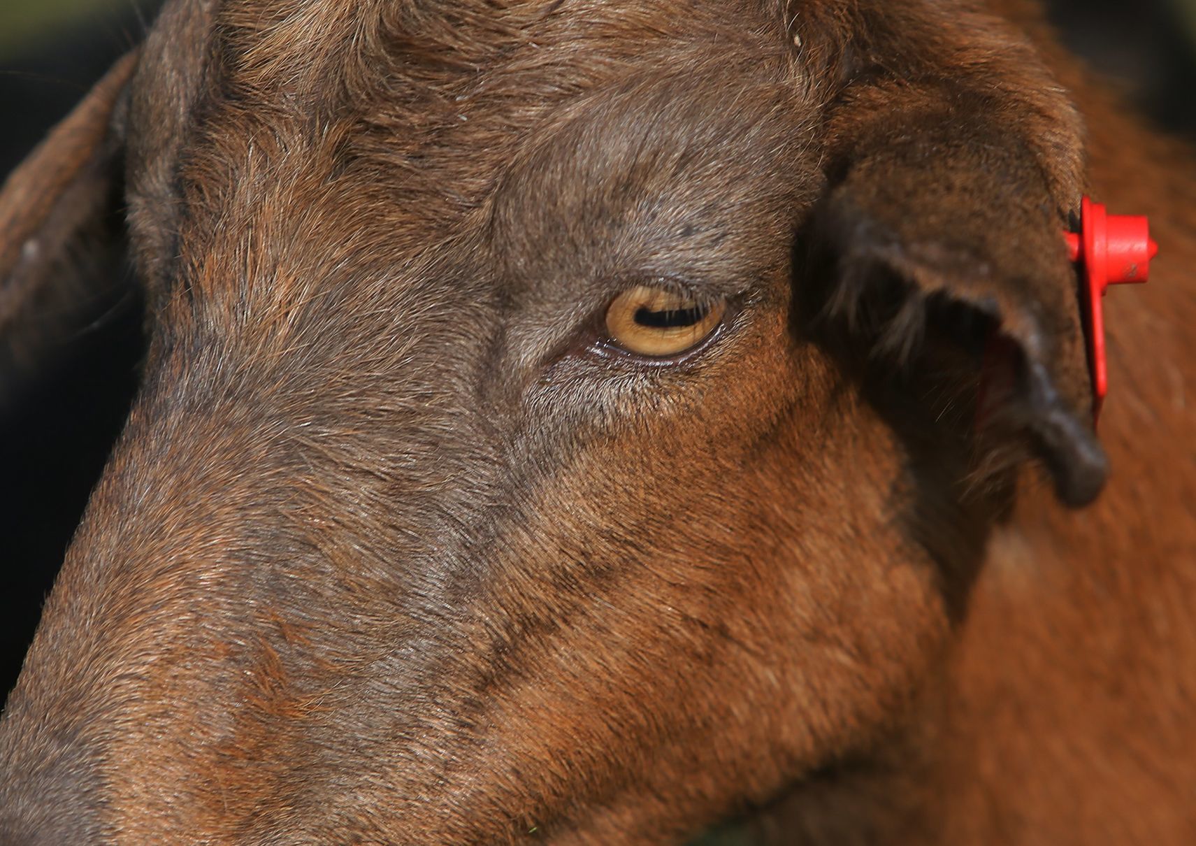Goats make quick work of urban clearing